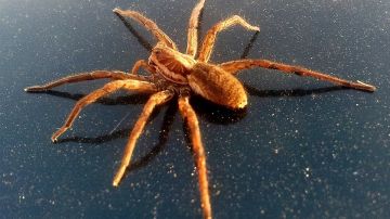Araña
