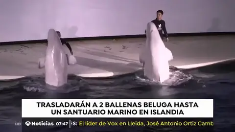 Trasladarán dos ballenas beluga hasta un santuario marino en Islandia Trasladarán dos ballenas beluga hasta un santuario marino en Islandia
