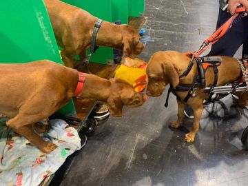 La increíble historia del perro que aprendió a caminar a pesar de una discapacidad La increíble historia del perro que aprendió a caminar a pesar de una discapacidad