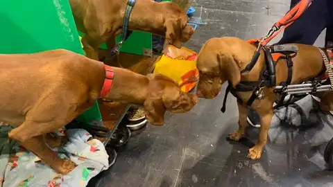La increíble historia del perro que aprendió a caminar a pesar de una discapacidad La increíble historia del perro que aprendió a caminar a pesar de una discapacidad