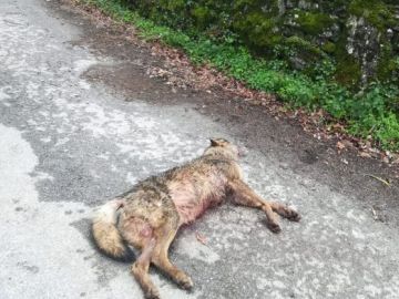 Lobo asesinado en Monterroso 