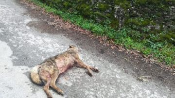 Lobo asesinado en Monterroso 
