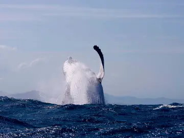 Ballena en el océano Ballena en el océano