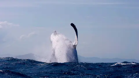 Ballena en el océano Ballena en el océano