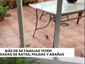 Ratas, pulgas y arañas en una urbanización de Jerez