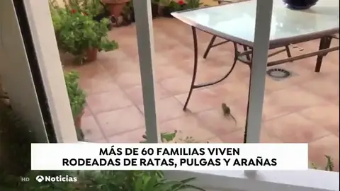 Ratas, pulgas y arañas en una urbanización de Jerez Ratas, pulgas y arañas en una urbanización de Jerez