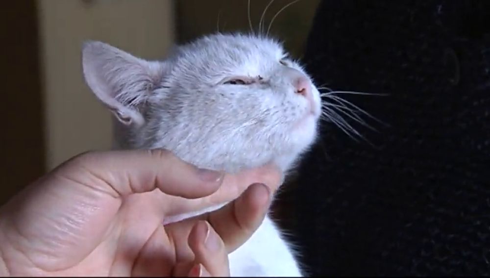 La gata Misi se convierte en heroína al salvar a su familia de un incendio 