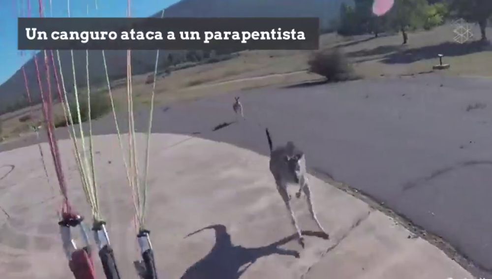 Un canguro ataca a un parapentista que estaba aterrizando