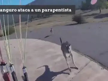 Un canguro ataca a un parapentista que estaba aterrizando Un canguro ataca a un parapentista que estaba aterrizando