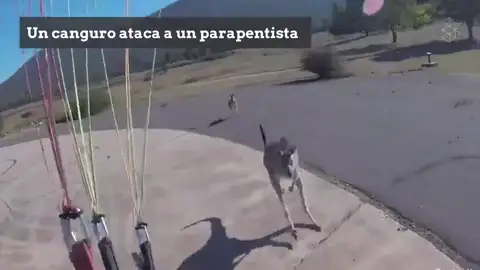 Un canguro ataca a un parapentista que estaba aterrizando Un canguro ataca a un parapentista que estaba aterrizando