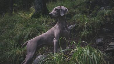 Freddy, el perro más grande de Gran Bretaña