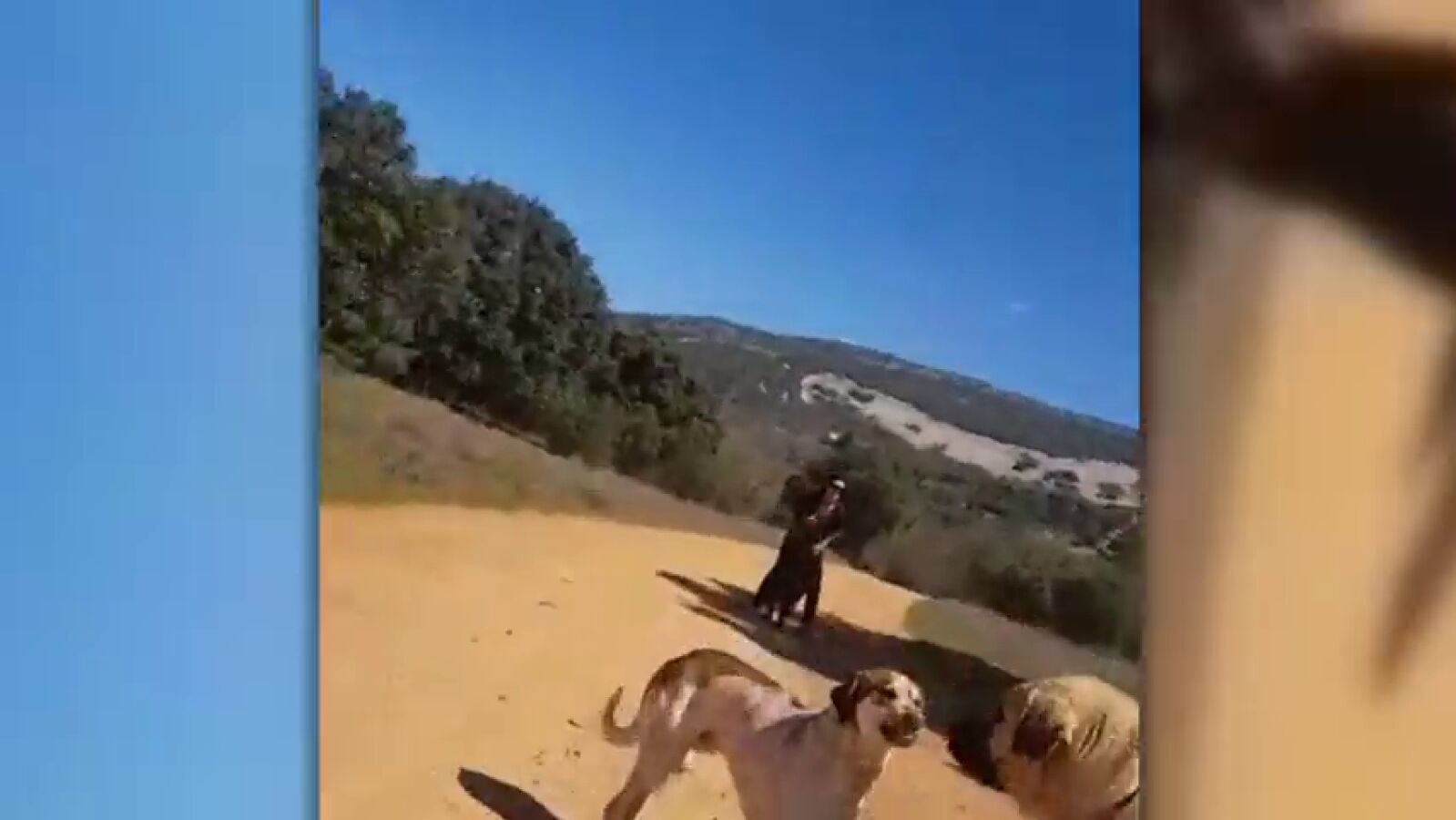 Un mastín ataca a un perro y a su dueña en Cabañeros, Ciudad Real