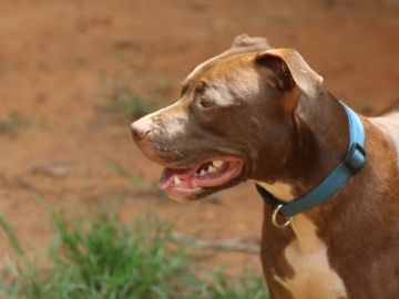 Imagen de archivo de un perro de raza Pitbull