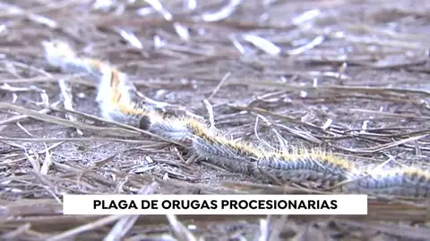 Aumenta la presencia de orugas procesionarias por el aumento de temperaturas Aumenta la presencia de orugas procesionarias por el aumento de temperaturas