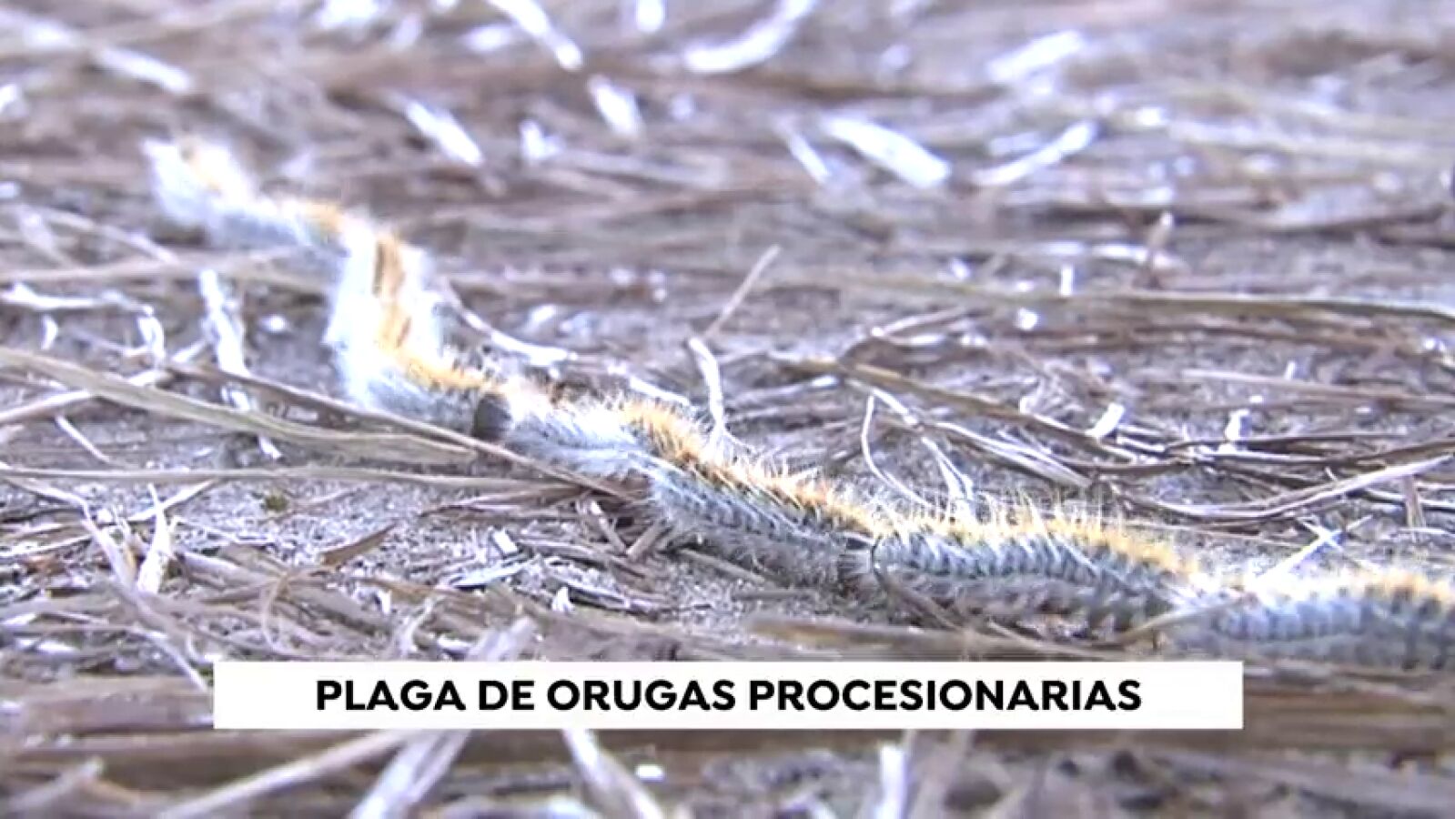 Aumenta la presencia de orugas procesionarias en España por el aumento de las temperaturas