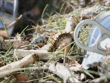 Imagen de una oruga caminando al lado de una lata tirada Imagen de una oruga caminando al lado de una lata tirada