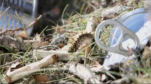 Imagen de una oruga caminando al lado de una lata tirada Imagen de una oruga caminando al lado de una lata tirada