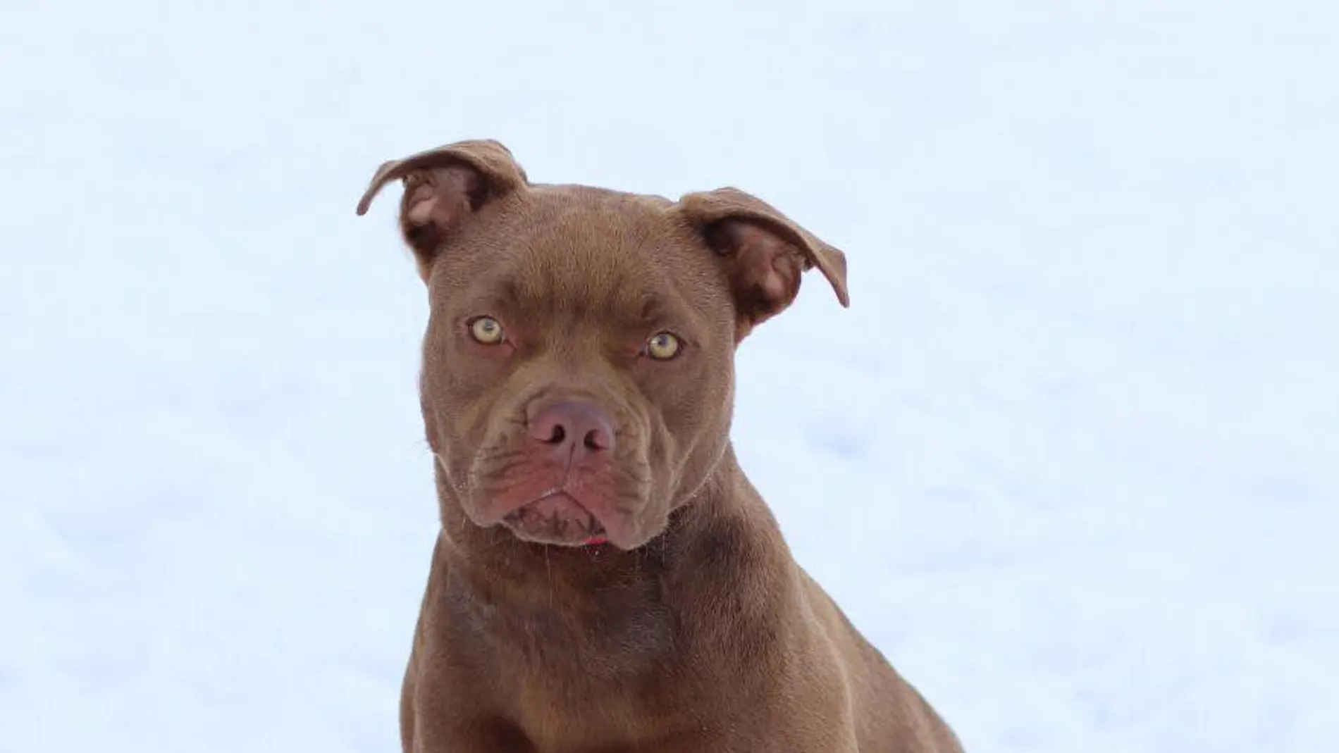 Blue, el perro hallado en Michigan Blue, el perro hallado en Michigan