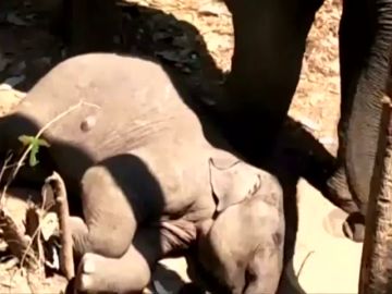 Las tiernas imágenes de una mamá elefante con su bebé