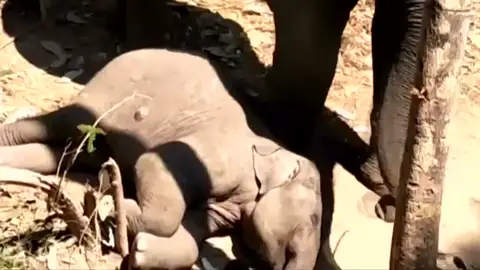 Las tiernas imágenes de una mamá elefante con su bebé Las tiernas imágenes de una mamá elefante con su bebé
