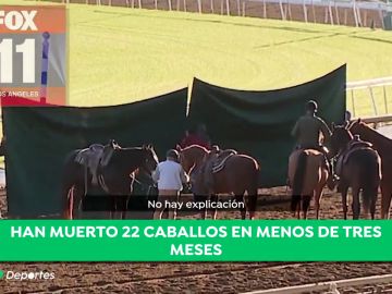 caballos muertos antena 3