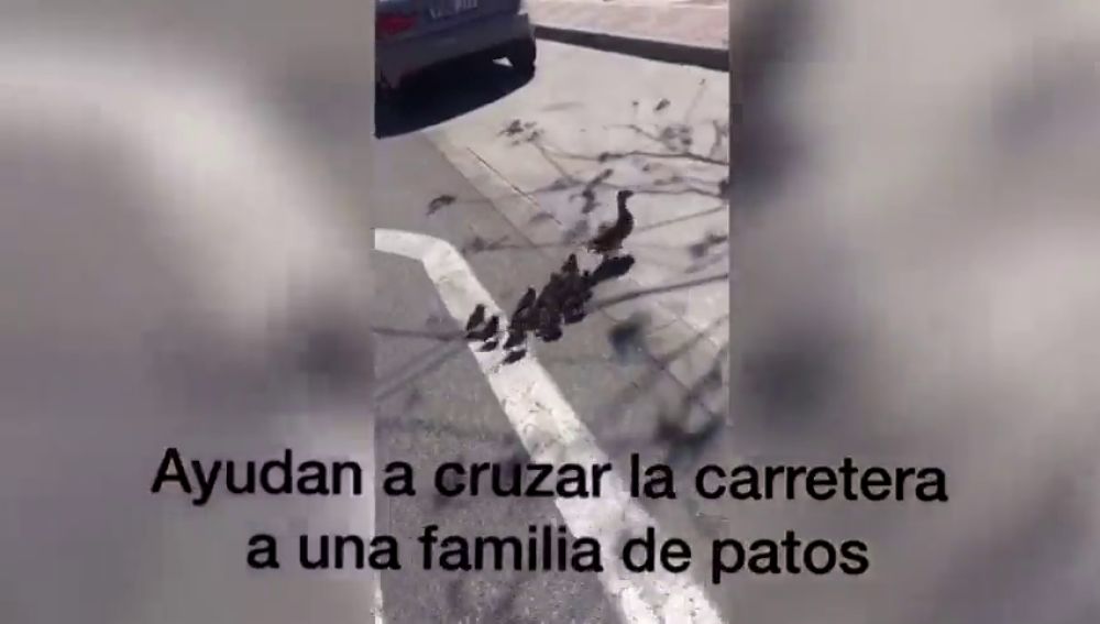 Vecinos y policías ayudan a una familia de patos a cruzar una carretera