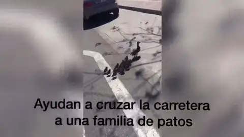 Vecinos y policías ayudan a una familia de patos a cruzar una carretera Vecinos y policías ayudan a una familia de patos a cruzar una carretera