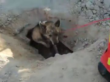 Perro atrapado en Valencia