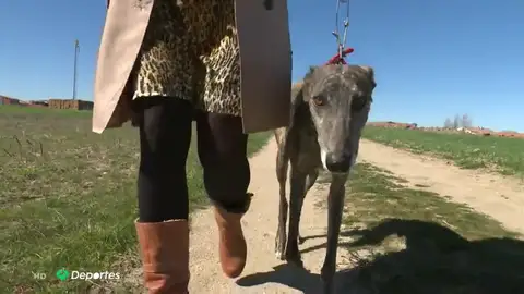 Las licencias femeninas se disparan en las carreras de galgos: un 15% son de mujeres Las licencias femeninas se disparan en las carreras de galgos: un 15% son de mujeres