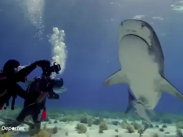 Un tiburón Un tiburón