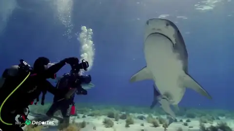 Un tiburón Un tiburón