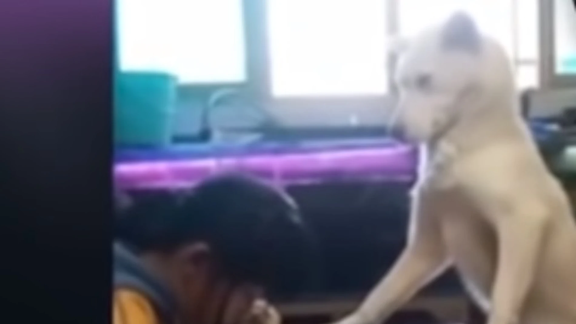 Imagen del perro vigilando a la niña Imagen del perro vigilando a la niña