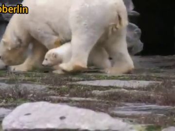 Fluffy: la nueva cría de oso polar nacida en el zoológico de Berlín