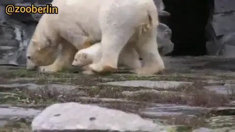 Fluffy: la nueva cría de oso polar nacida en el zoológico de Berlín Fluffy: la nueva cría de oso polar nacida en el zoológico de Berlín
