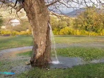 dia arbol dia arbol