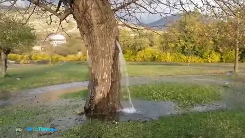 dia arbol dia arbol