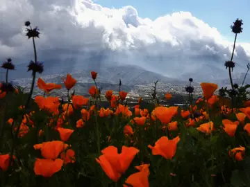 Amapolas en flor en Cañón Walker, en California Amapolas en flor en Cañón Walker, en California