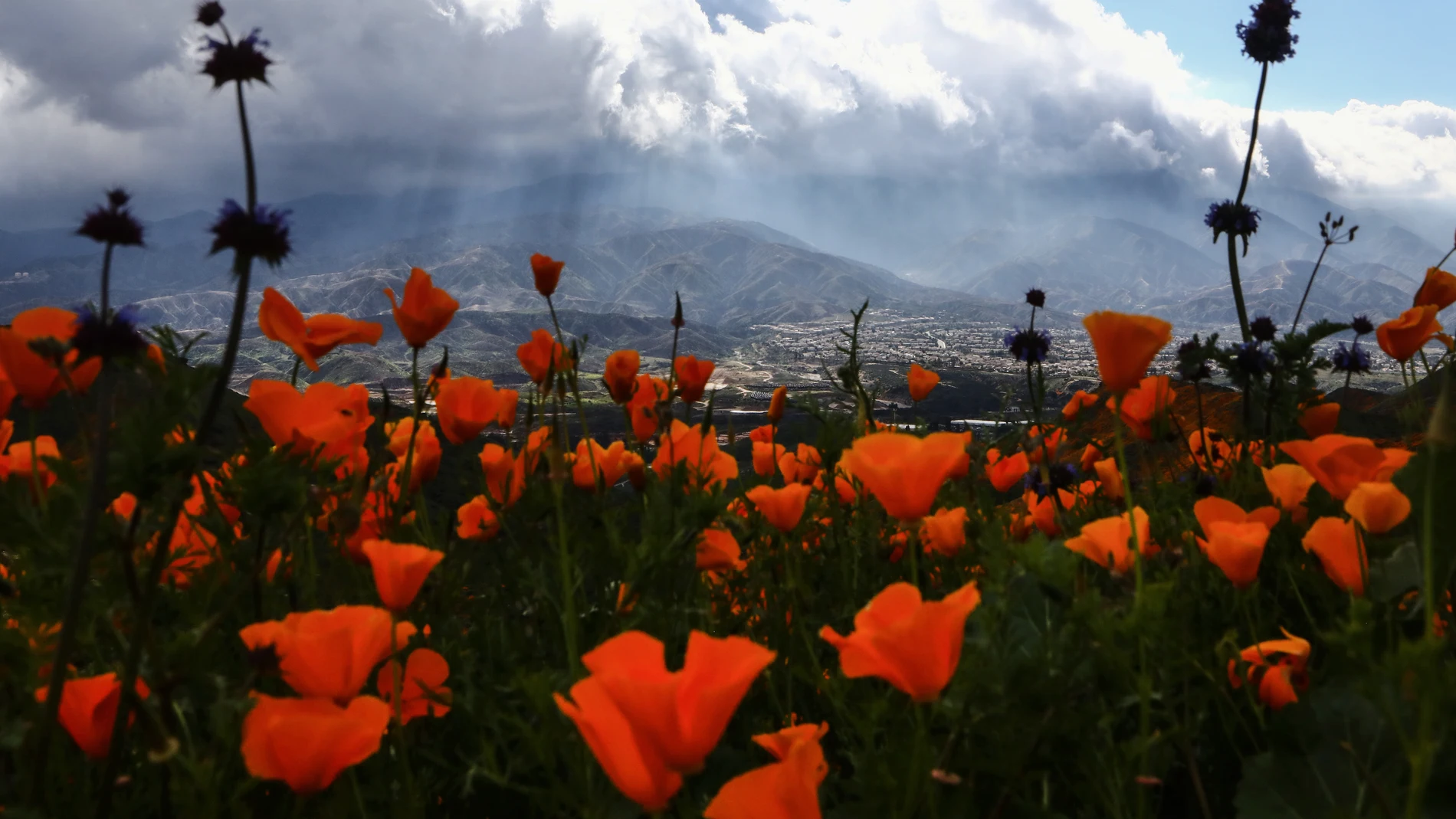 Amapolas en flor en Cañón Walker, en California Amapolas en flor en Cañón Walker, en California