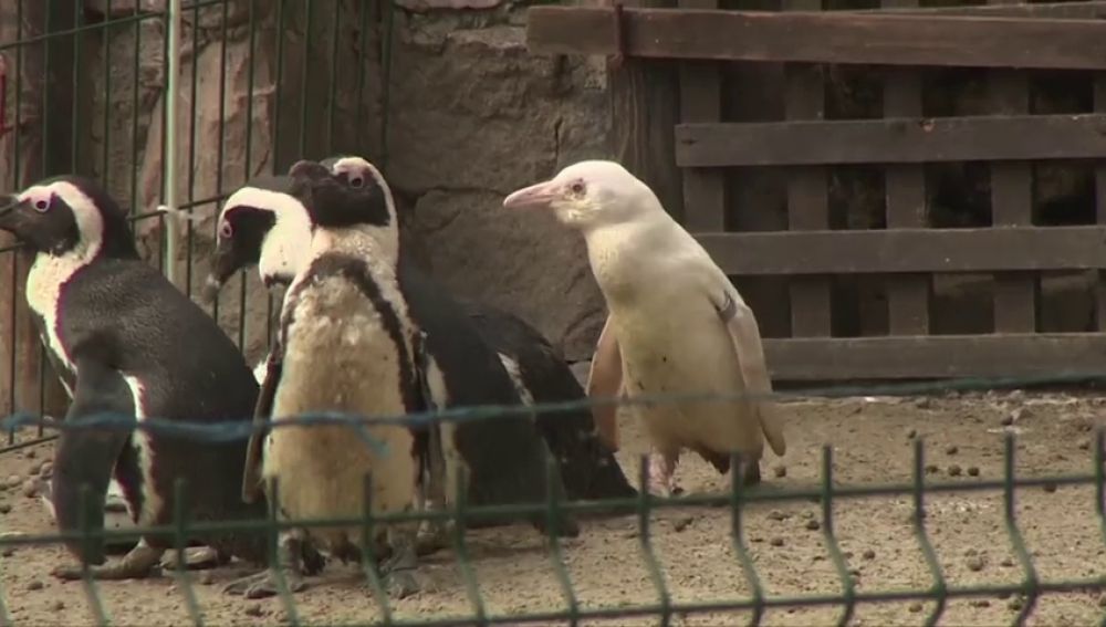Las divertidas imágenes del primer pingüino albino nacido en un zoo de Polonia
