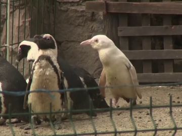 Las divertidas imágenes del primer pingüino albino nacido en un zoo de Polonia