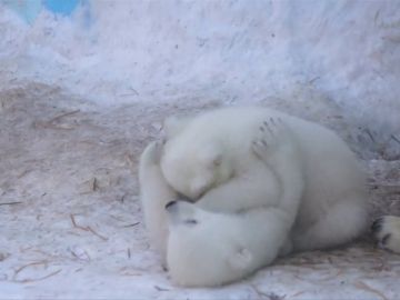 Dos cachorros osos polares acaparan toda la atención en un zoológico de Rusia