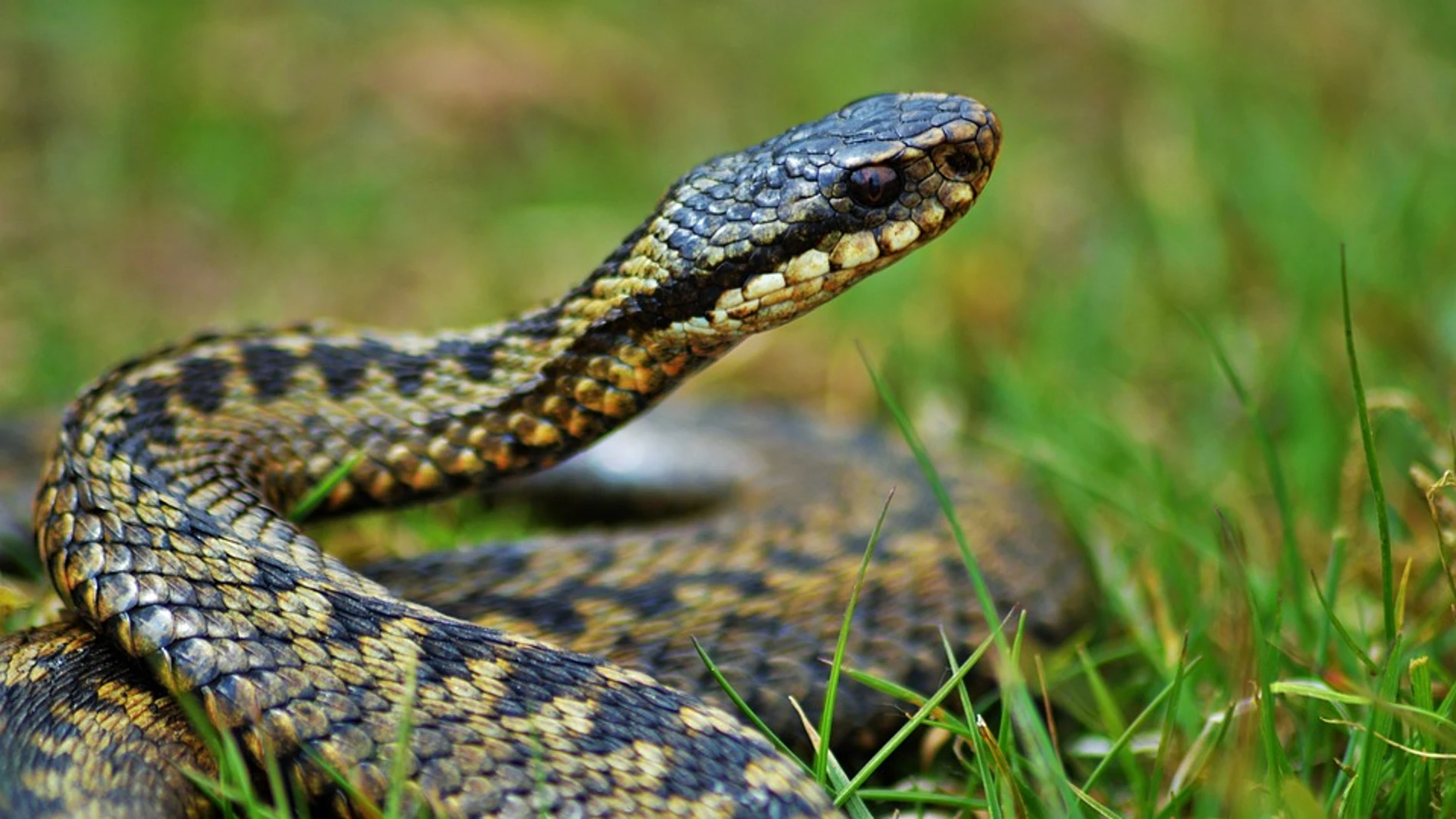 Vibora (Archivo) Vibora (Archivo)