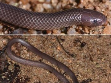 Fotografía de la serpiente estileto que habita en las selvas tropicales entre Guinea y Liberia.