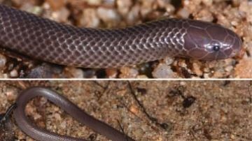 Fotografía de la serpiente estileto que habita en las selvas tropicales entre Guinea y Liberia.