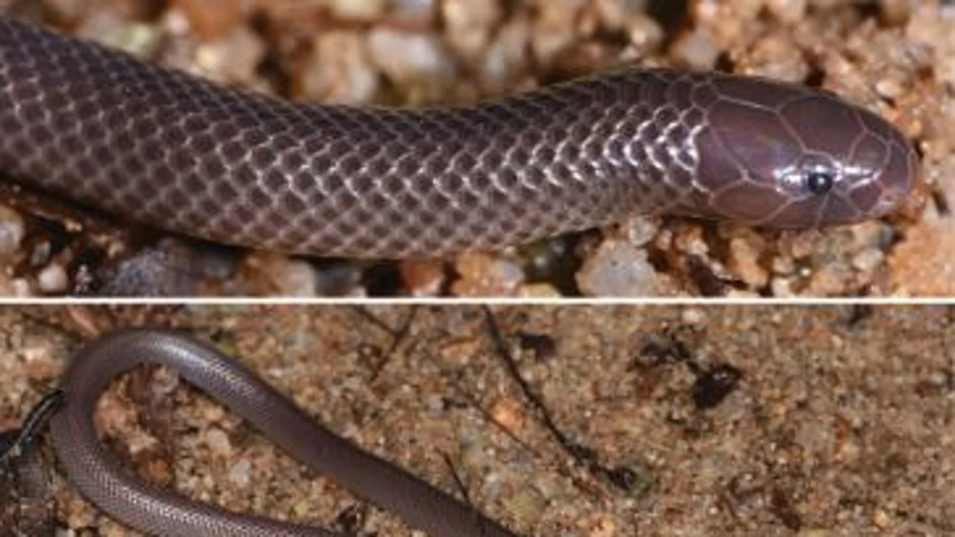 Fotografía de la serpiente estileto que habita en las selvas tropicales entre Guinea y Liberia. Fotografía de la serpiente estileto que habita en las selvas tropicales entre Guinea y Liberia.
