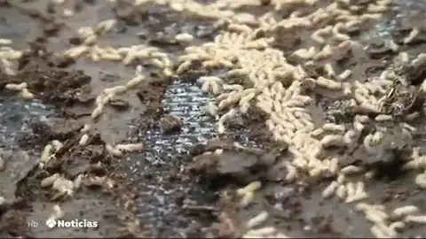Plaga de termitas Plaga de termitas
