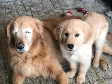 Charlie y Maverick, la pareja de perros viral en las redes sociales