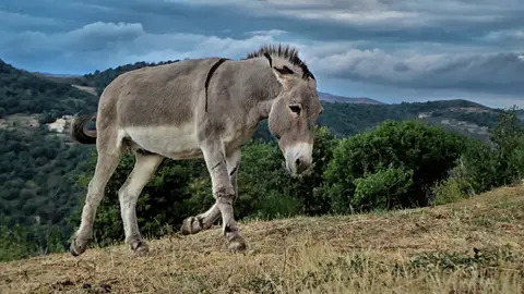 Imagen de archivo de un burro en el campo. Imagen de archivo de un burro en el campo.