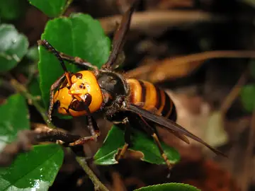 Avispa mandarina Avispa mandarina