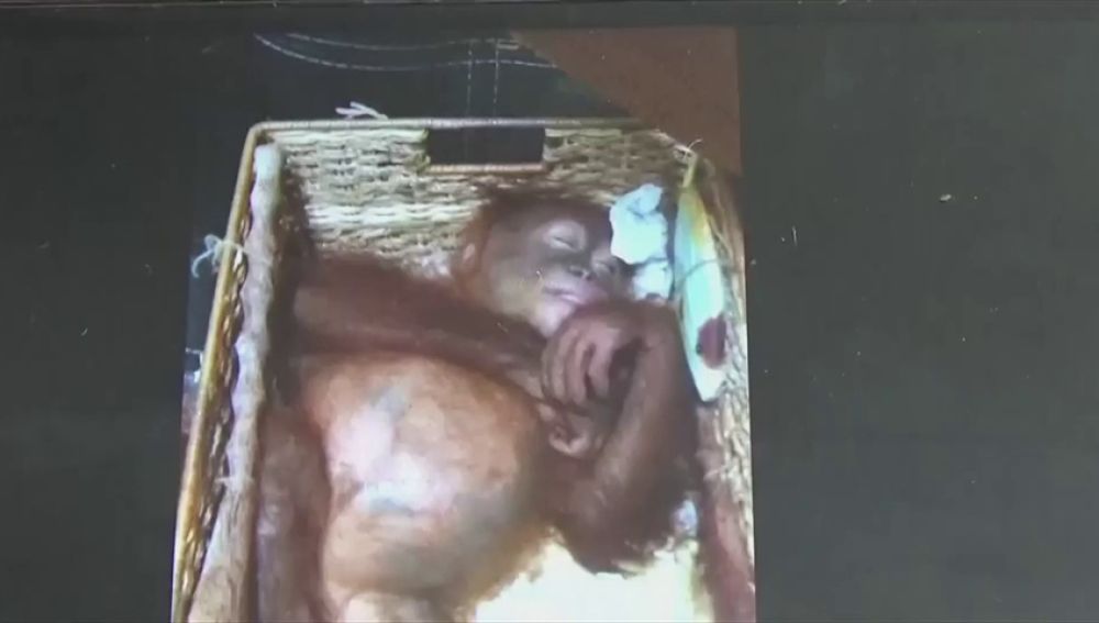 Hallan una cría de orangután en una maleta en el aeropuerto de Bali